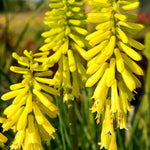 Kniphofia x Lemon Popsicle PP24011, COPF Red Hot Poker