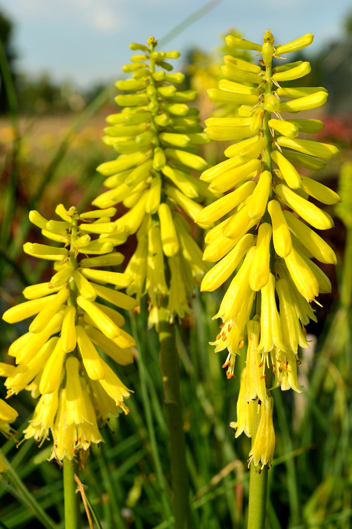 Kniphofia x Lemon Popsicle PP24011, COPF Red Hot Poker
