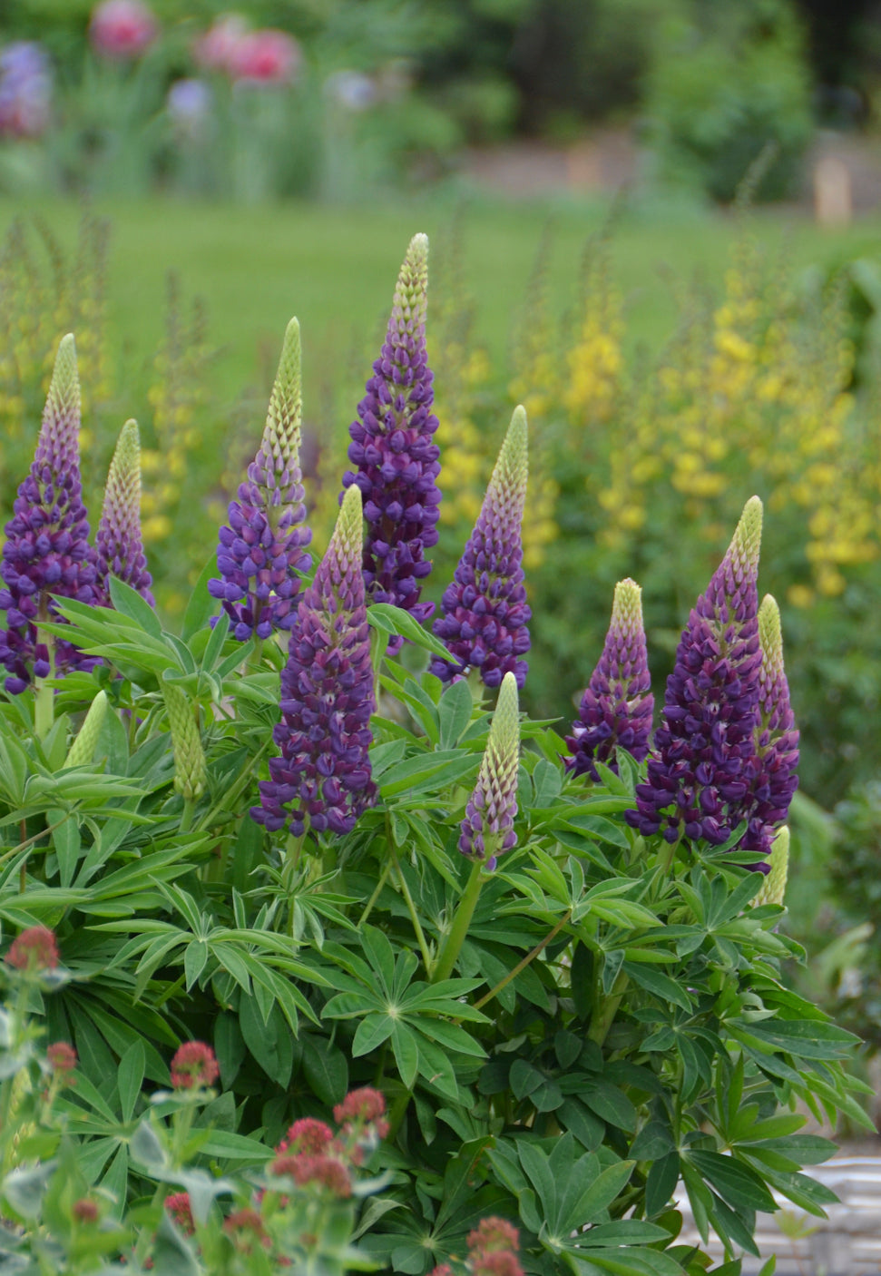 Lupinus x Popiscle Blue Popsicle Blue Lupine