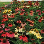 Echinacea x Cheyenne Spirit Cheyenne Spirit Coneflower