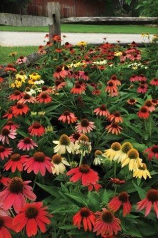Echinacea x Cheyenne Spirit Cheyenne Spirit Coneflower