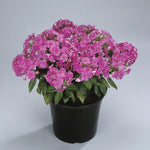 Phlox paniculata Purple Flame Barfourteen PP12605, COPF, CPBR1095 Purple Flame Phlox