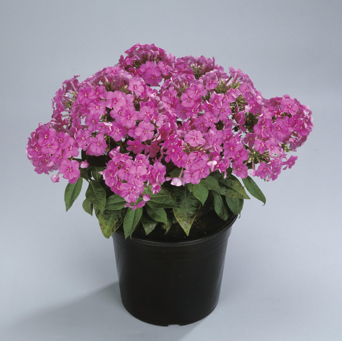 Phlox paniculata Purple Flame Barfourteen PP12605, COPF, CPBR1095 Purple Flame Phlox