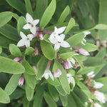Daphne x transatlantica Eternal Fragrance Blafra P.P.# 18,361 Eternal Fragrance Daphne