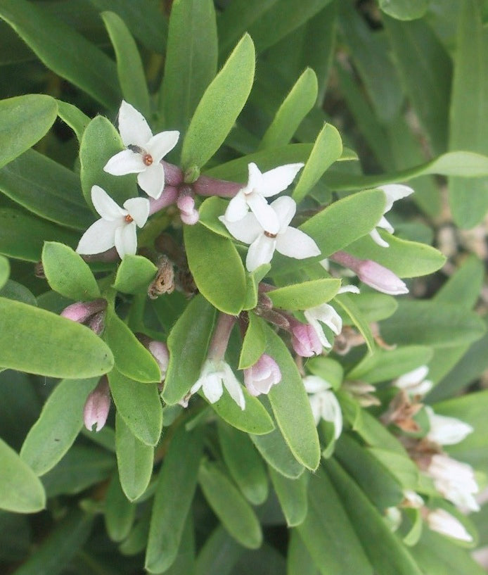 Daphne x transatlantica Eternal Fragrance Blafra P.P.# 18,361 Eternal Fragrance Daphne