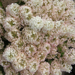 Hydrangea paniculata Bobo ILVOBO PP22782, CPBR4910 Bobo Hydrangea