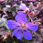 Geranium pratense Dark Reiter Dark Lord Geranium