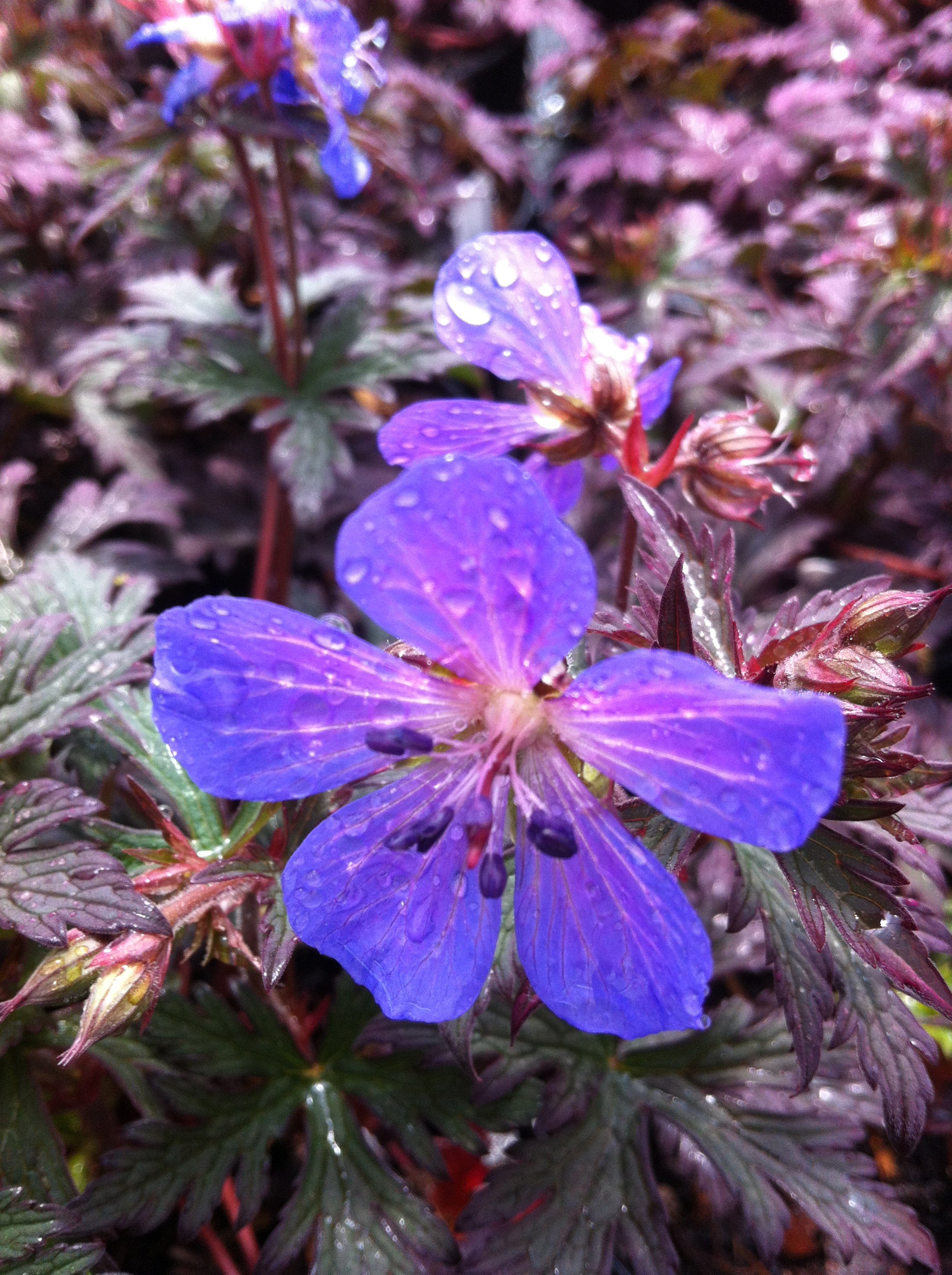 Geranium pratense Dark Reiter Dark Lord Geranium