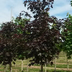 Acer truncatum x platanoides Crimson Sunset JFS KW202 PP21838 Crimson Sunset Maple