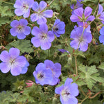 Geranium x Rozanne Gerwat PP12175, COPF Rozanne Cranesbill