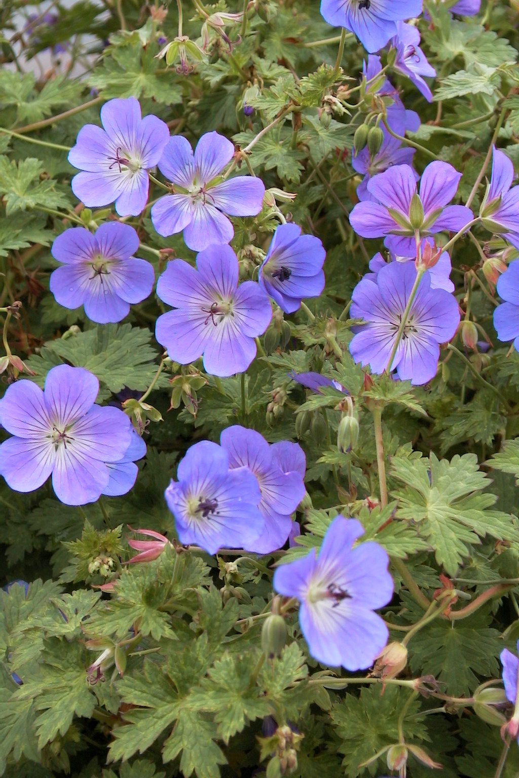 Geranium x Rozanne Gerwat PP12175, COPF Rozanne Cranesbill
