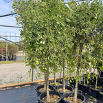 Ginkgo biloba Weeping Wonder Weeping Wonder Maidenhair Tree