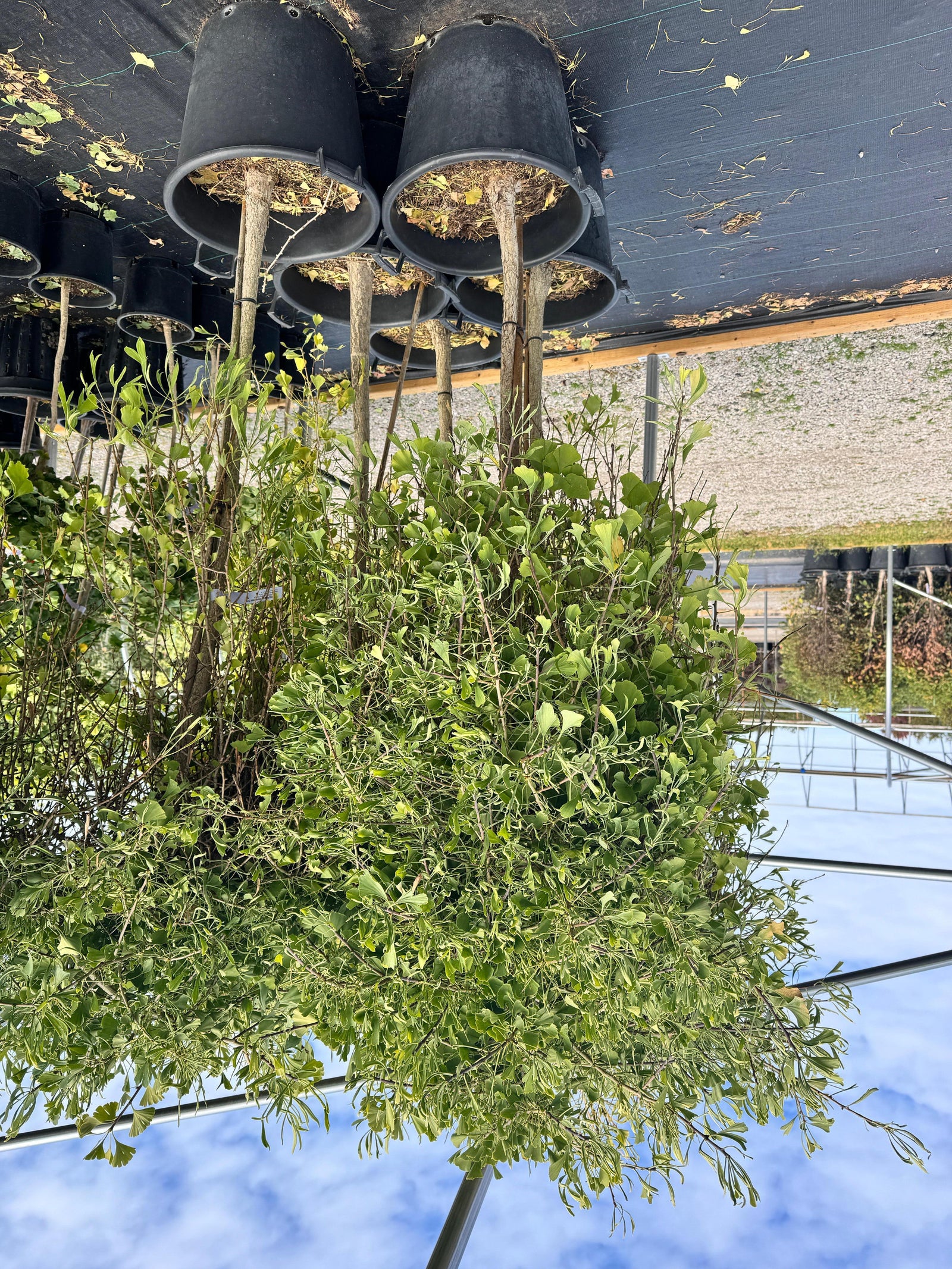 Ginkgo biloba Weeping Wonder Weeping Wonder Maidenhair Tree