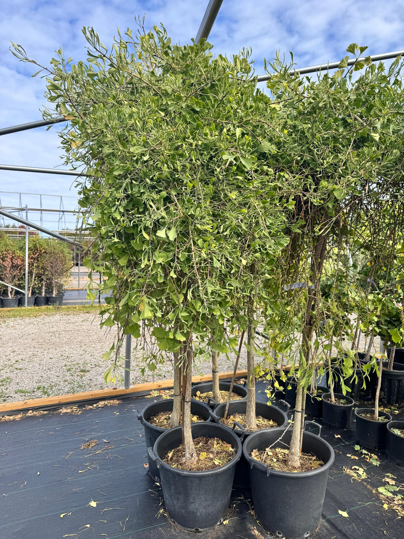 Ginkgo biloba Weeping Wonder Weeping Wonder Maidenhair Tree