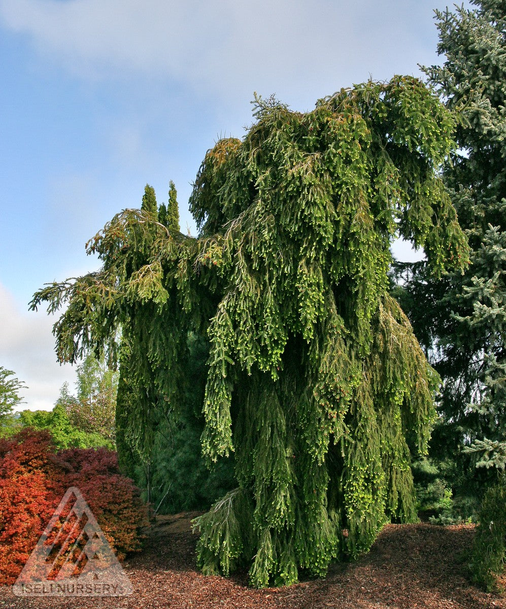 Abies alba Green Spiral Green Spiral Silver Fir