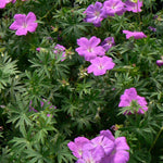 Geranium sanguineum Bloody Cranesbill