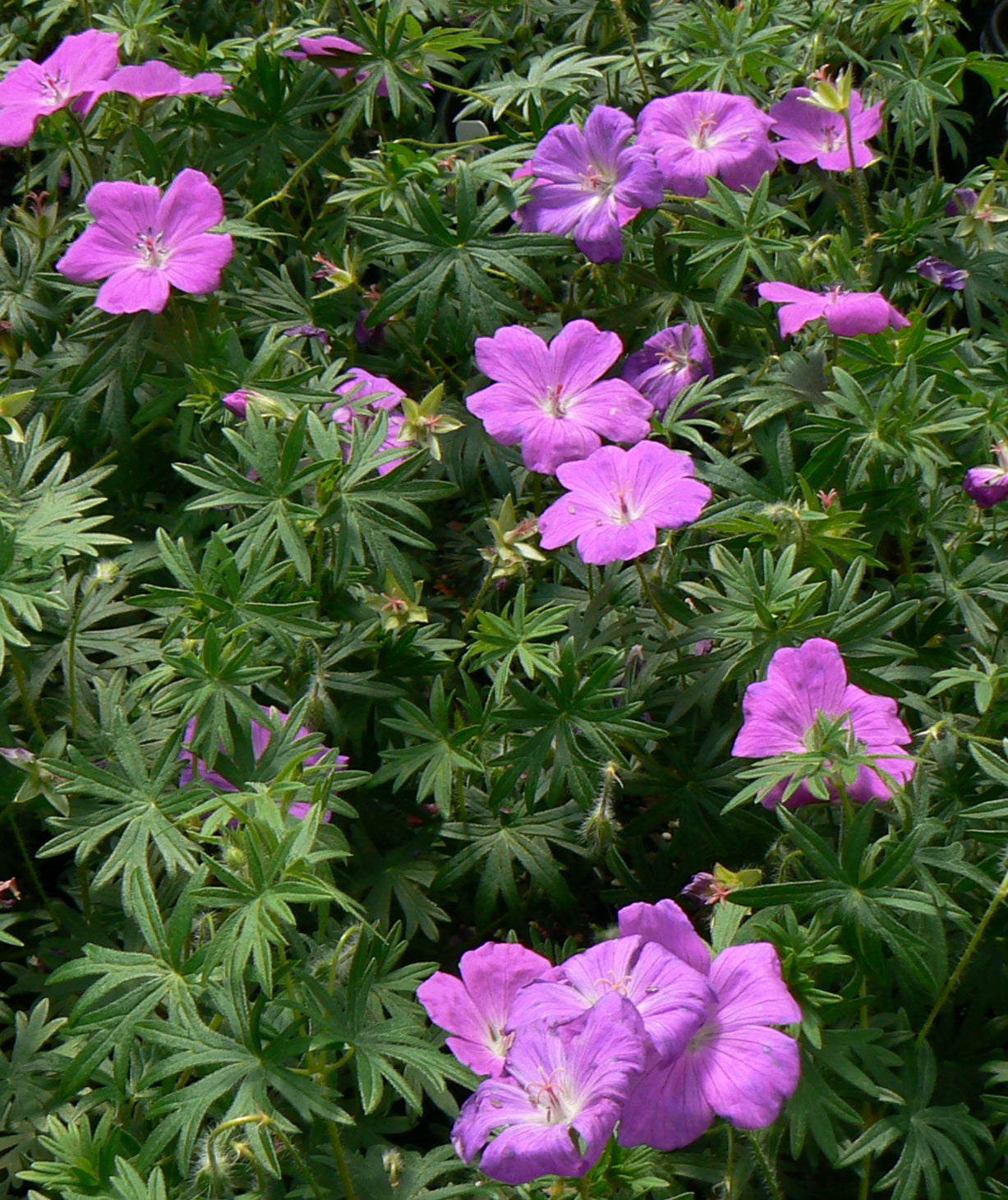 Geranium sanguineum Bloody Cranesbill