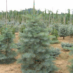 Abies concolor Select Select White Fir