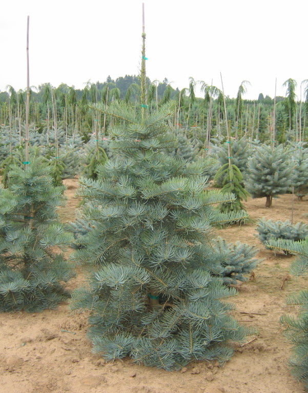 Abies concolor Select Select White Fir