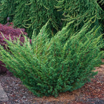Juniperus chinensis Shimpaku Shimpaku Juniper