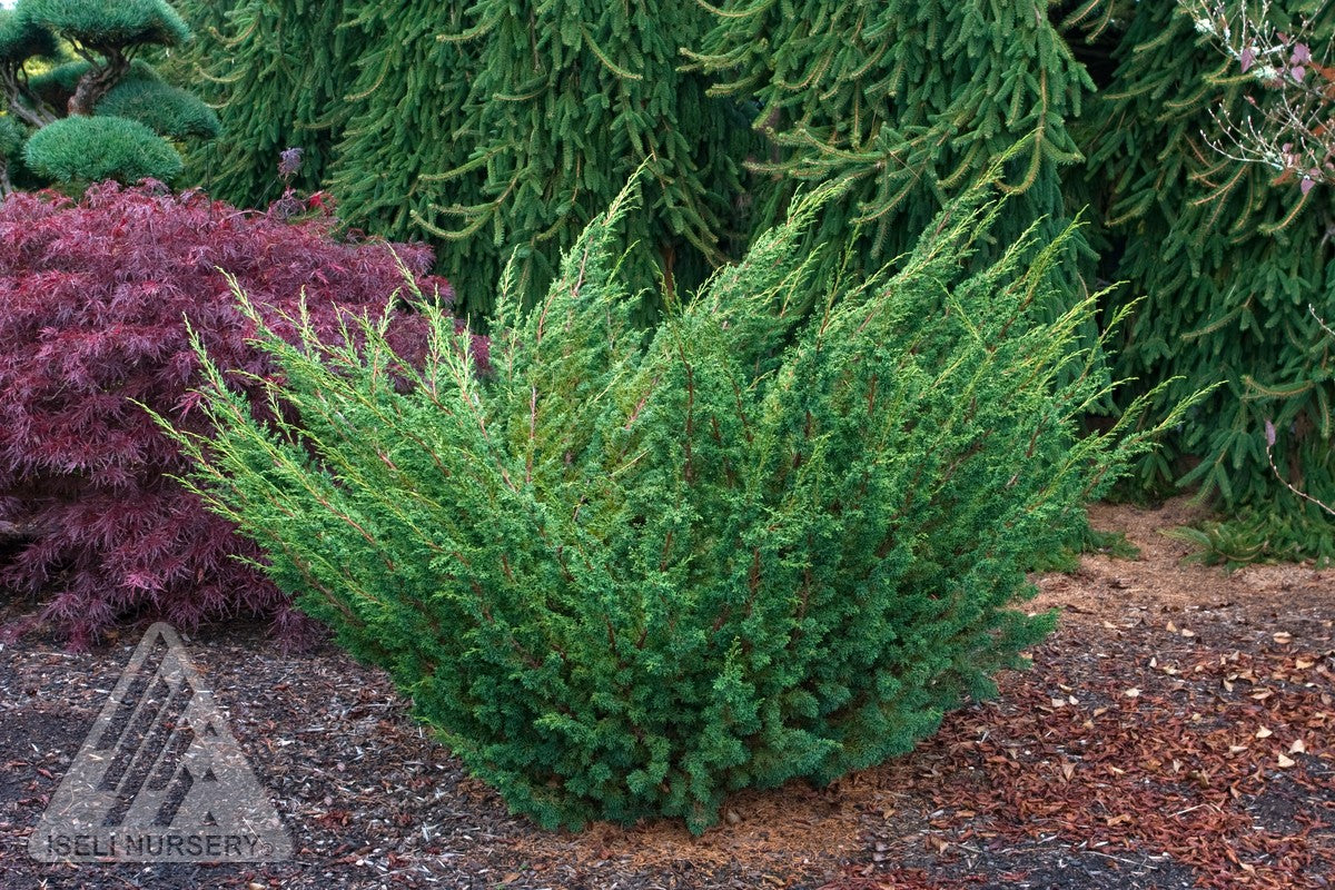 Juniperus chinensis Shimpaku Shimpaku Juniper