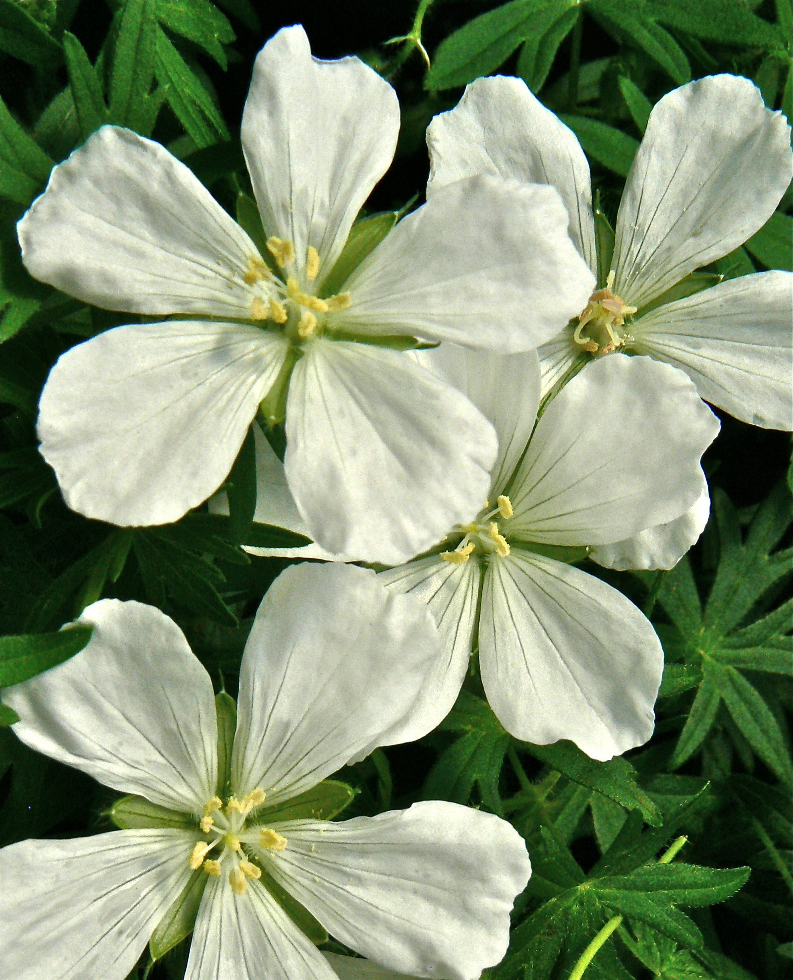 Geranium sanguineum Album Bloody Cranesbill