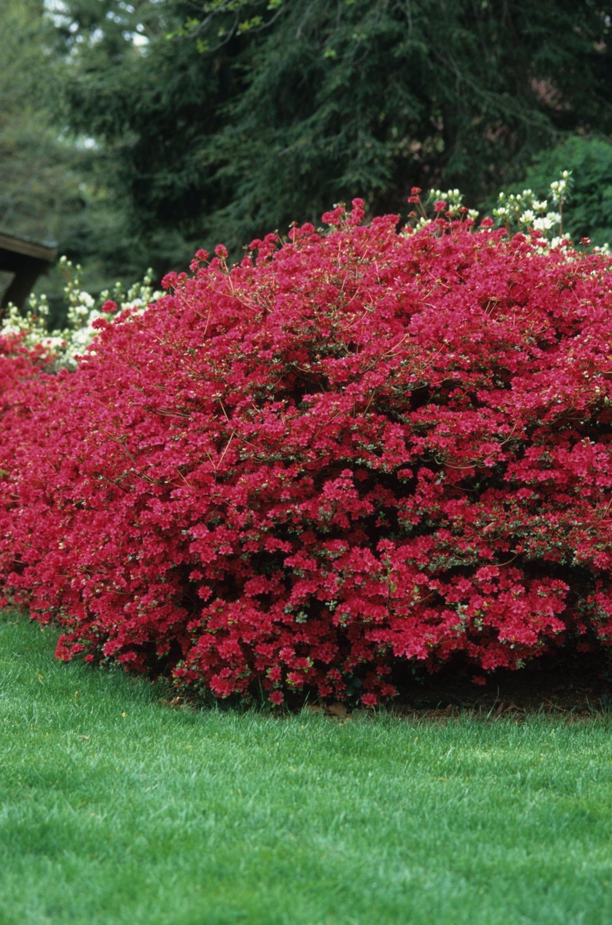 Azalea (Rhododendron) Hino Crimson Hino Crimson Azalea