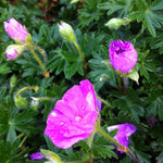 Geranium sanguineum Max Frei Bloody Cranesbill