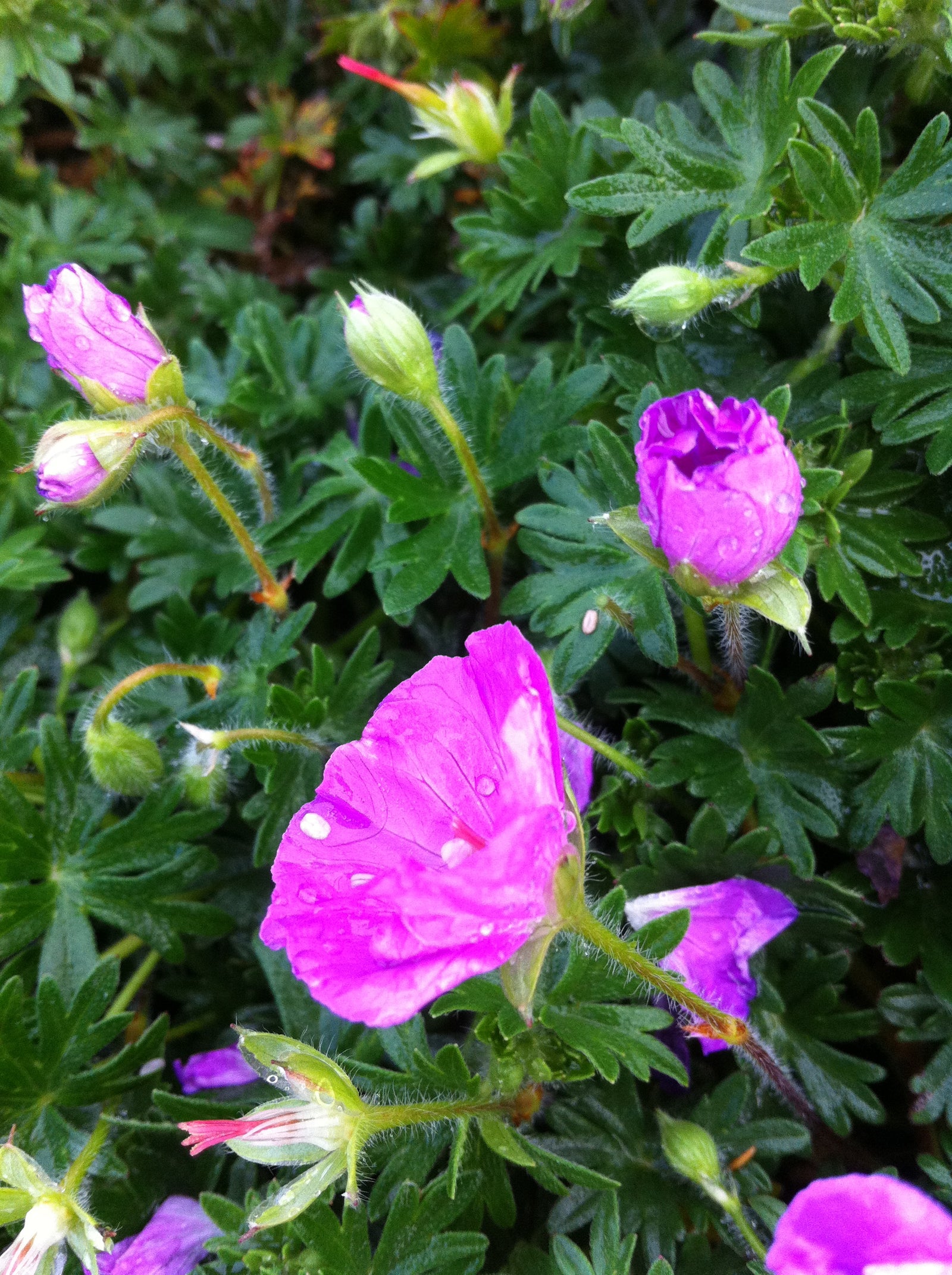 Geranium sanguineum Max Frei Bloody Cranesbill