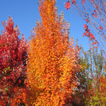 Acer rubrum Armstrong Gold JFS KW78 PP25301 Armstrong Gold Maple
