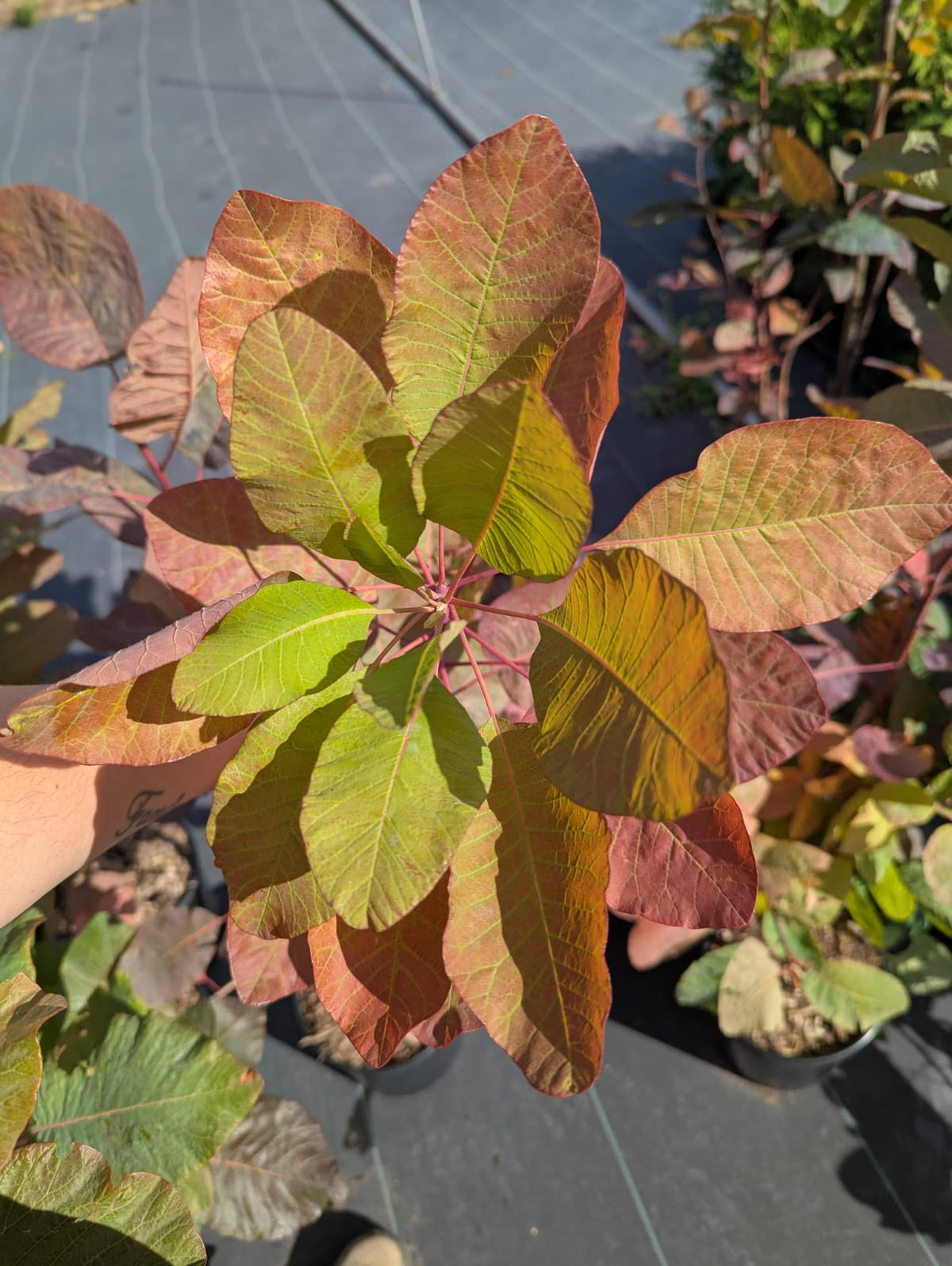 Cotinus obovatus American Smoke Tree