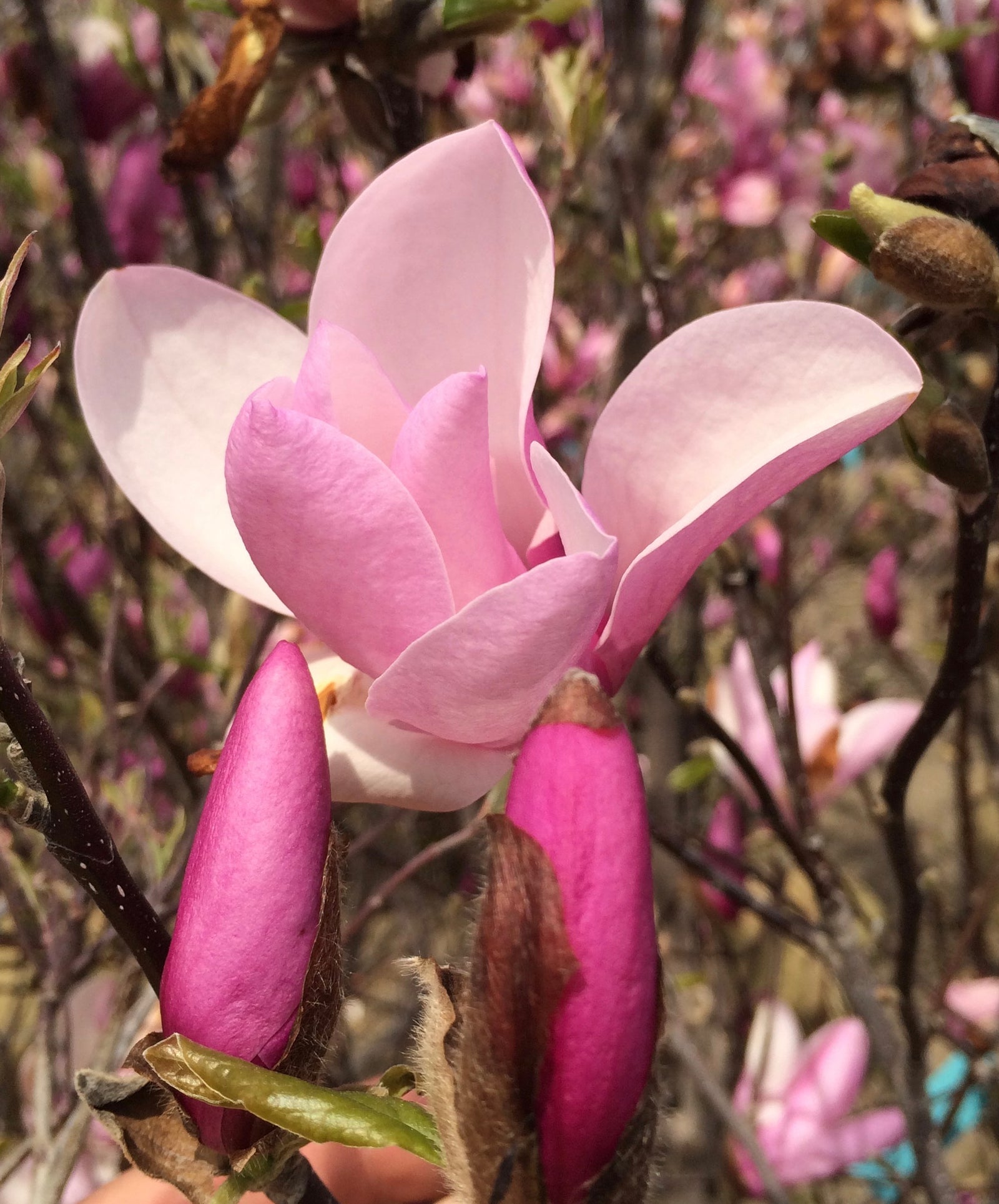 Magnolia x Jane Jane Magnolia