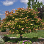 Acer palmatum Tsuma gaki Red Fingernails Japanese Maple