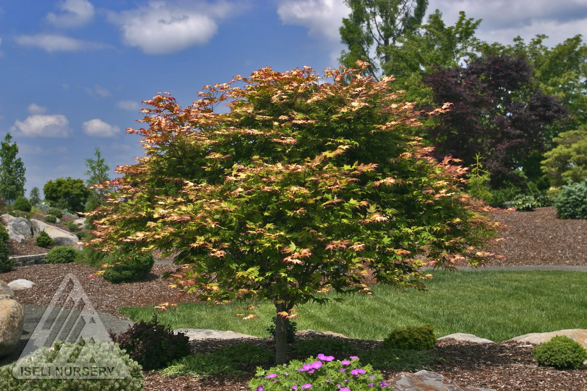 Acer palmatum Tsuma gaki Red Fingernails Japanese Maple