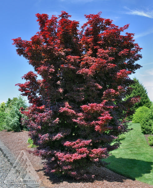Twombly's Red Sentinel Japanese Maple – GardenTap