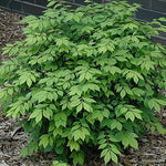 Euonymus alatus Little Moses Odom PP13168 Little Moses Burning Bush
