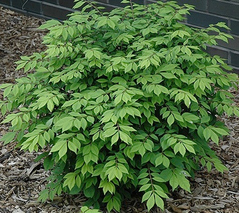 Euonymus alatus Little Moses Odom PP13168 Little Moses Burning Bush