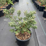 Euonymus alatus Little Moses Odom PP13168 Little Moses Burning Bush