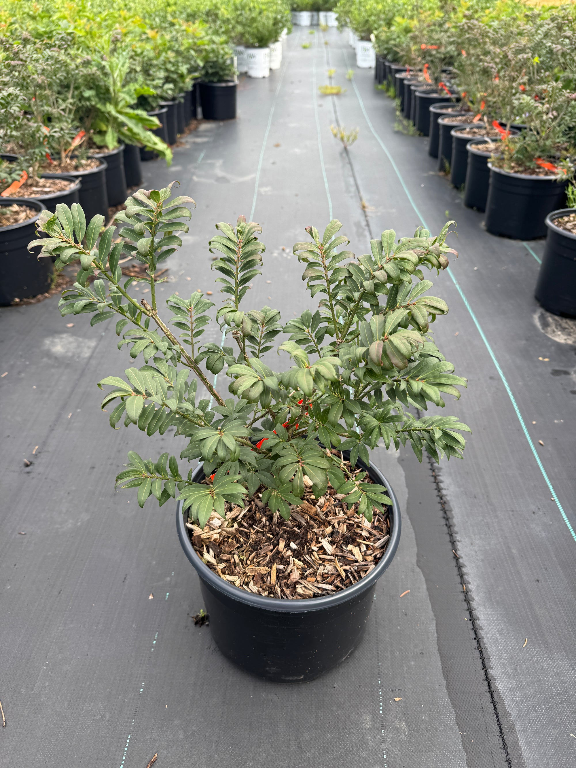 Euonymus alatus Little Moses Odom PP13168 Little Moses Burning Bush