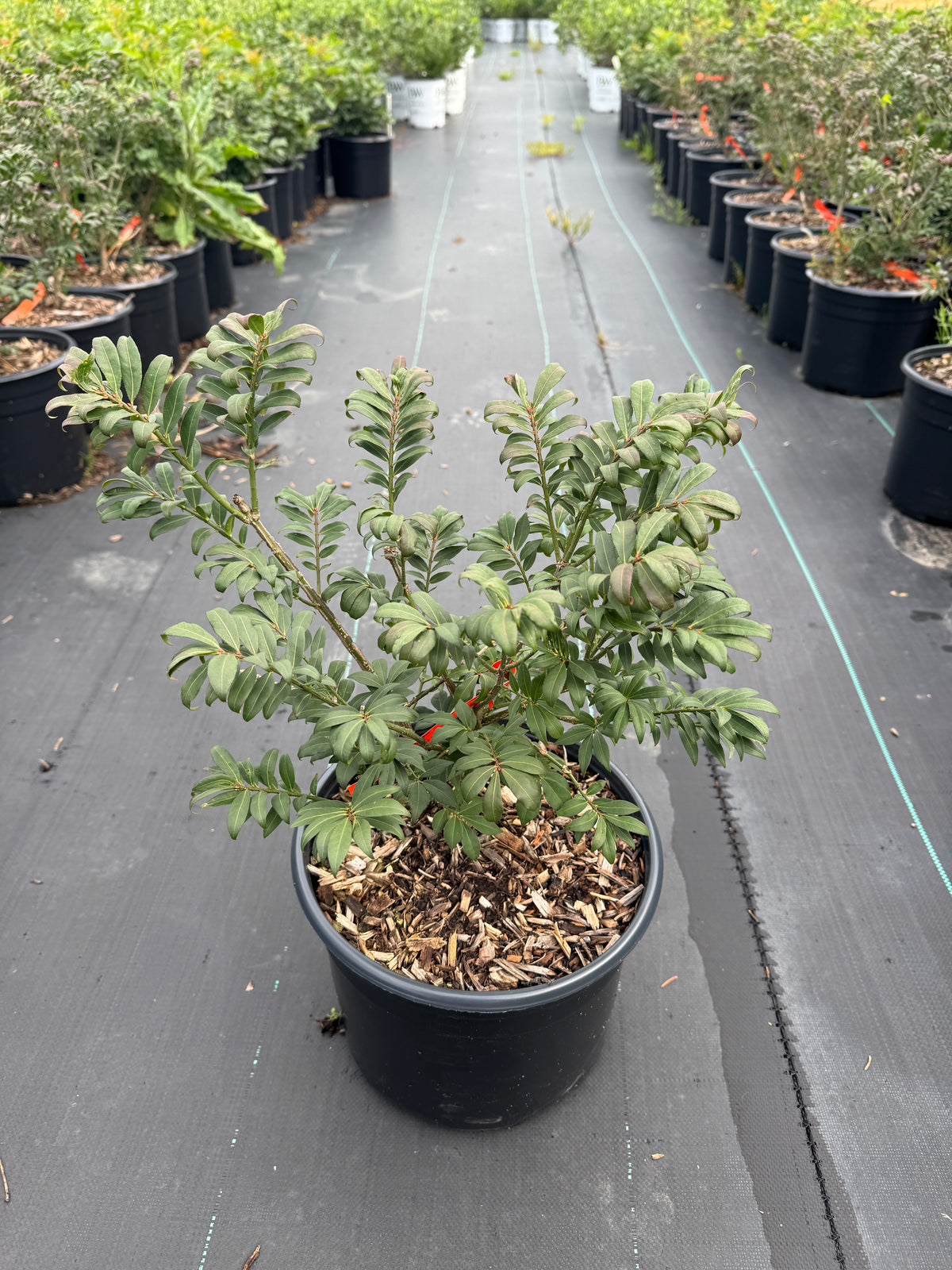 Euonymus alatus Little Moses Odom PP13168 Little Moses Burning Bush