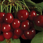 Cherry Sam Sam Cherry