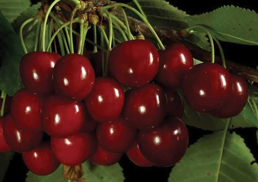 Cherry Sam Sam Cherry