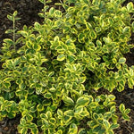 Euonymus fortunei Canadale Gold Canadale Gold Euonymus