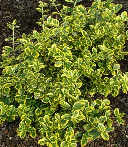 Euonymus fortunei Canadale Gold Canadale Gold Euonymus