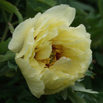Paeonia suffruticosa High Noon Tree Peony