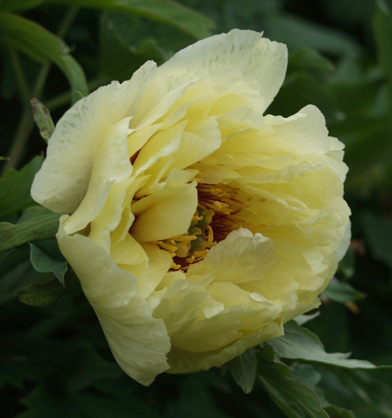 Paeonia suffruticosa High Noon Tree Peony