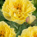 Paeonia itoh Yellow Crown Intersectional Peony