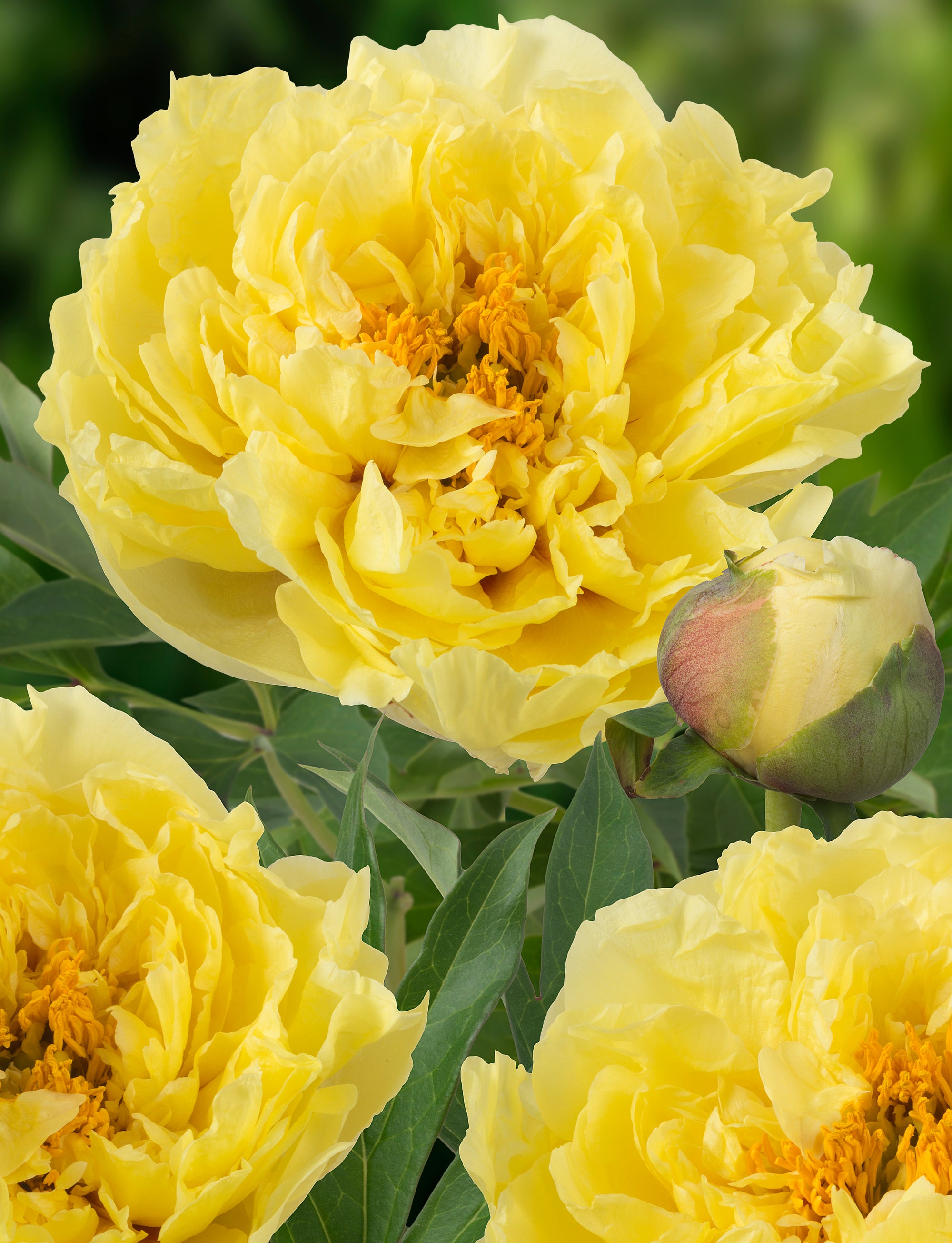 Paeonia itoh Yellow Crown Intersectional Peony