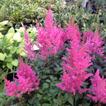 Astilbe chinensis Maggie Daley Maggie Daley False Spirea
