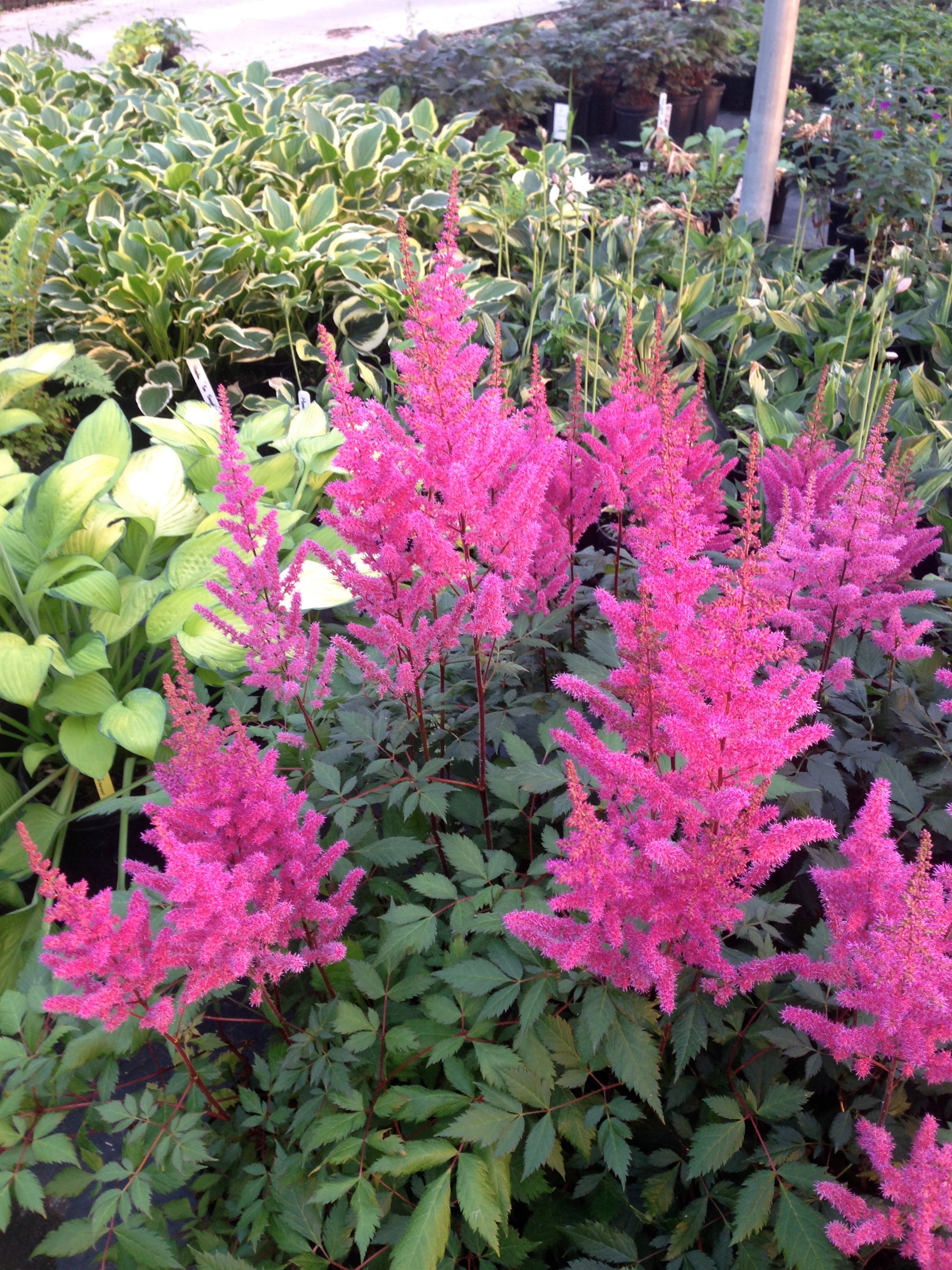 Astilbe chinensis Maggie Daley Maggie Daley False Spirea